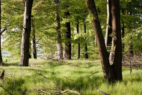 Bos in Natuur- en Geopark TERRA.vita