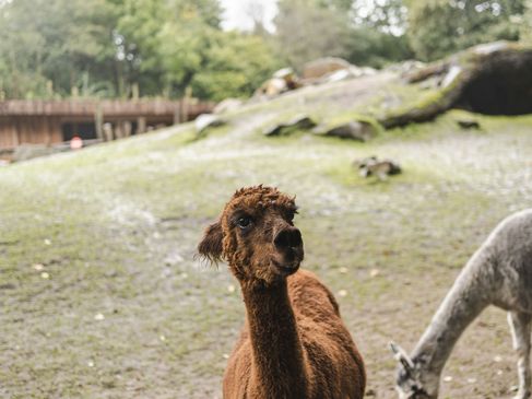 Op pad met de ranger in Tierpark Nordhorn - Alpaca