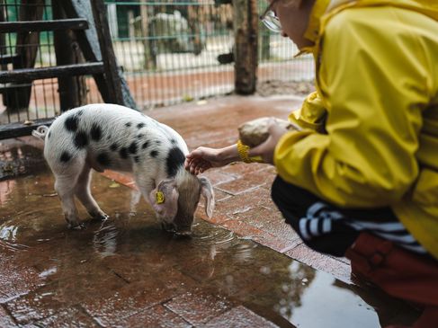 Op pad met de ranger in Tierpark Nordhorn - Bentheimer Scwhwein drinkt water