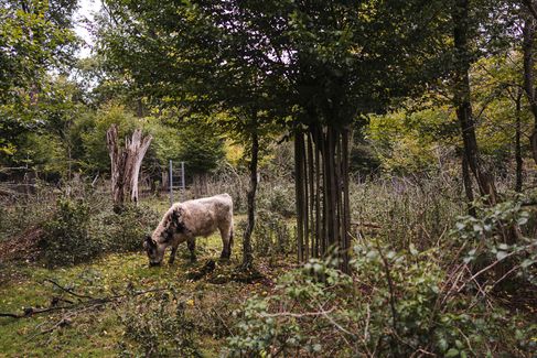 Op pad met de ranger - Bentheimer Landschaap in het Hute- und Schneitelwald