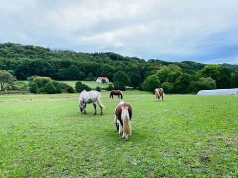 Geheim weekendje weg: Met de postkoets het Tecklenburger Land verkennen