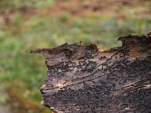 Op pad met de ranger - Boomschors met keversporen in het Bentheimer Hute- und Schneitelwald