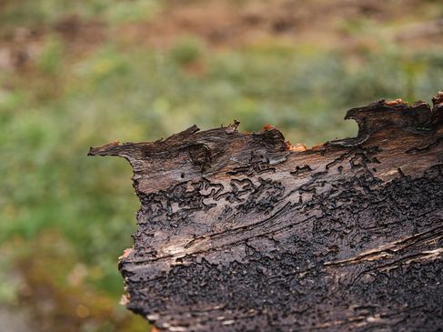 Op pad met de ranger - Boomschors met keversporen in het Bentheimer Hute- und Schneitelwald