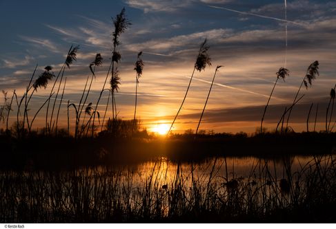 Zonsondergang Natuurgebied Rieselfelder bij Münster - ©Kerstin Koch