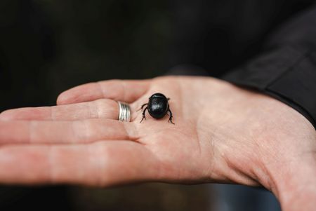 Op pad met de ranger - kever gevonden