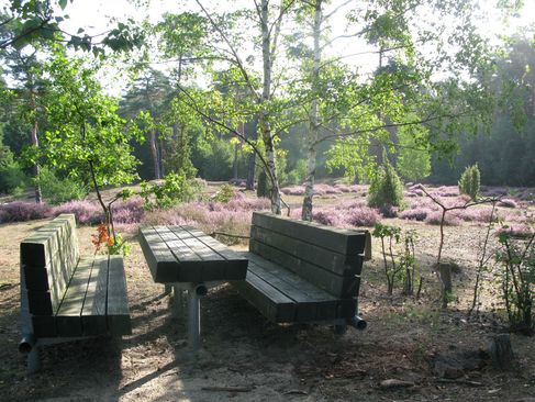 Picknicken in het Münsterland - Picknickplaats jeneverbes heide